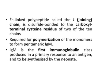 • Fc-linked polypeptide called the J (joining)
chain, is disulfide-bonded to the carboxyl-
terminal cysteine residue of two of the ten
chains
• Required for polymerization of the monomers
to form pentameric IgM.
• IgM is the first immunoglobulin class
produced in a primary response to an antigen,
and to be synthesized by the neonate.
 