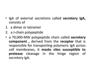 • IgA of external secretions called secretory IgA,
consists of
1. a dimer or tetramer
2. a J-chain polypeptide
• a 70,000-MW polypeptide chain called secretory
component , derived from the receptor that is
responsible for transporting polymeric IgA across
cell membranes, it masks sites susceptible to
protease cleavage in the hinge region of
secretory IgA.
 