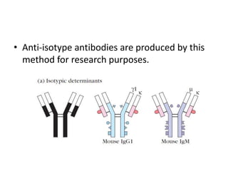 • Anti-isotype antibodies are produced by this
method for research purposes.
 