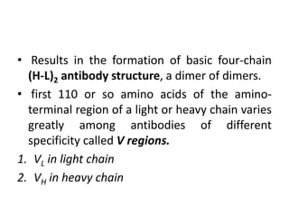 • Results in the formation of basic four-chain
(H-L)2 antibody structure, a dimer of dimers.
• first 110 or so amino acids of the amino-
terminal region of a light or heavy chain varies
greatly among antibodies of different
specificity called V regions.
1. VL in light chain
2. VH in heavy chain
 