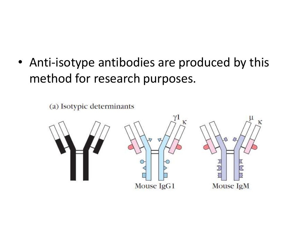 Antibodies classes and function