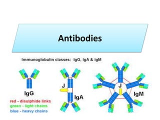Antibodies
 
