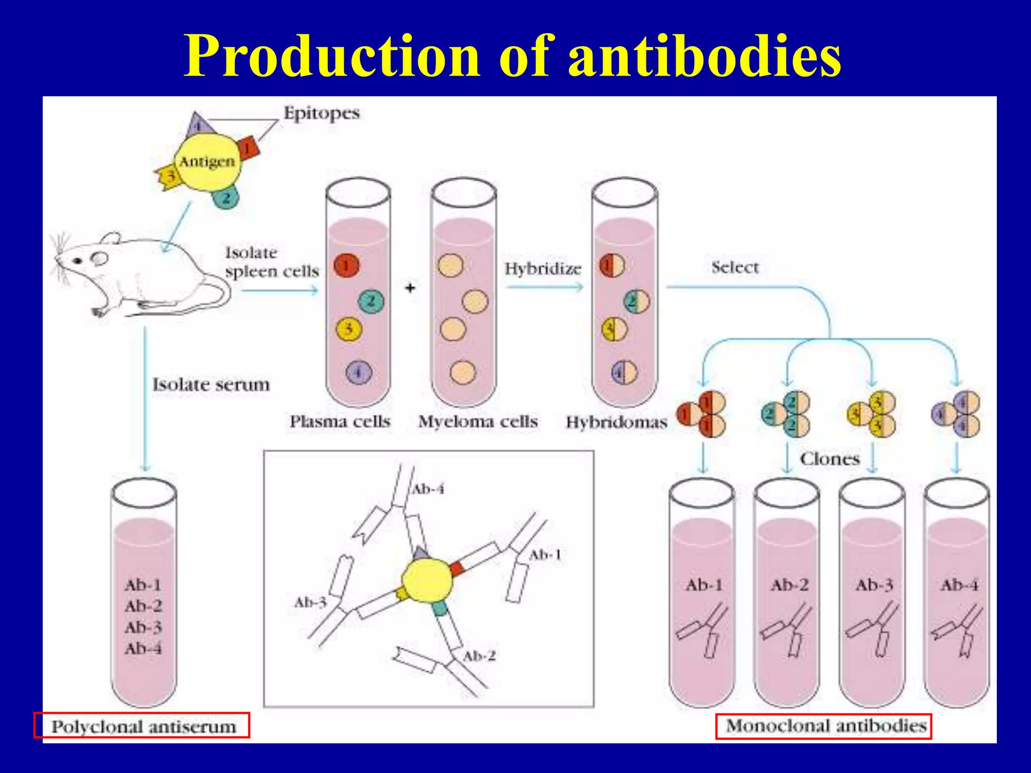 Production of antibodies
 