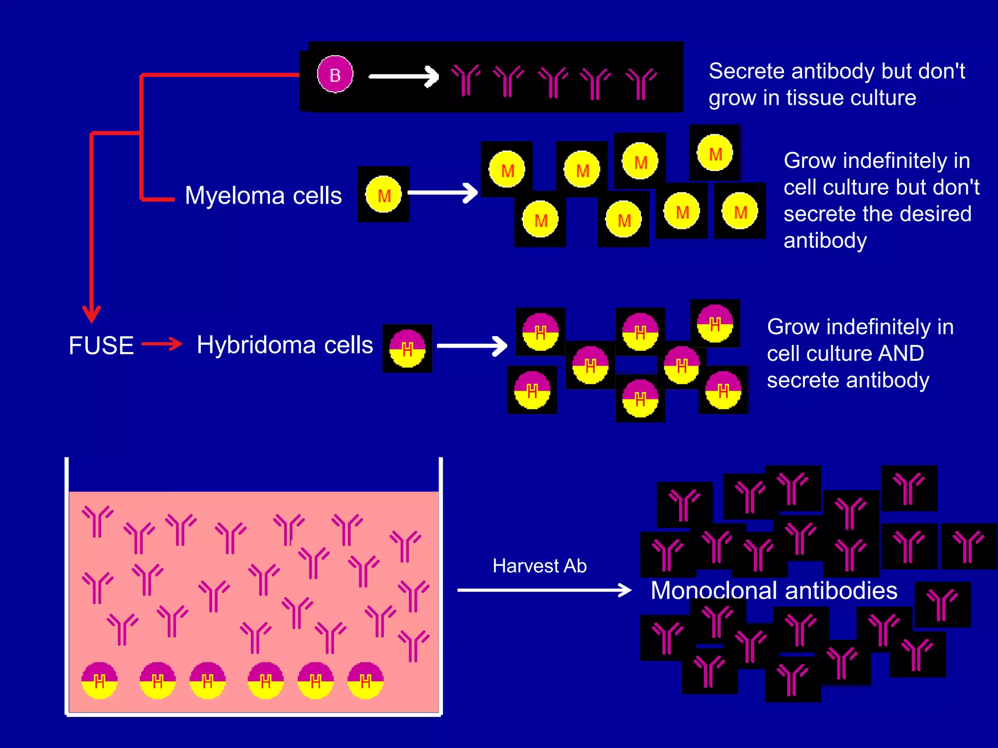 Harvest Ab
Monoclonal antibodies
Myeloma cells
Grow indefinitely in
cell culture but don't
secrete the desired
antibody
FUSE Hybridoma cells
Secrete antibody but don't
grow in tissue culture
Grow indefinitely in
cell culture AND
secrete antibody
 