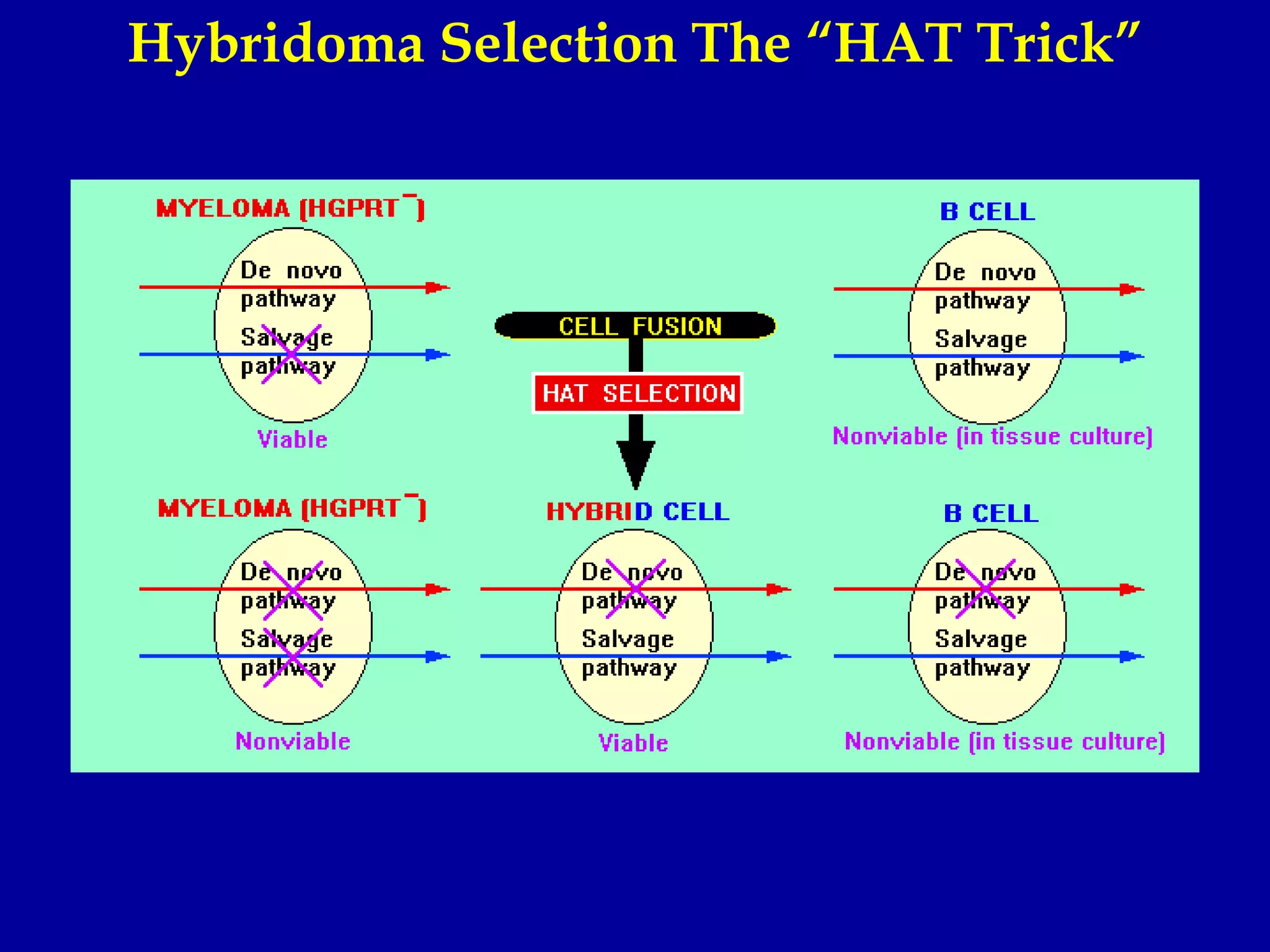 Hybridoma Selection The “HAT Trick”
 