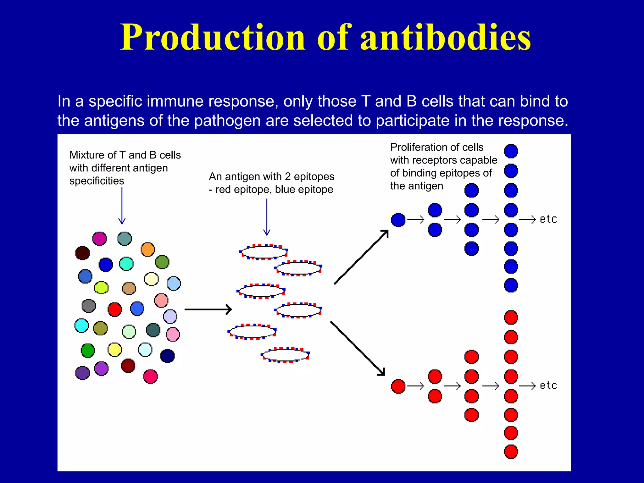 Antibodies Production.ppt Biology Diagrams