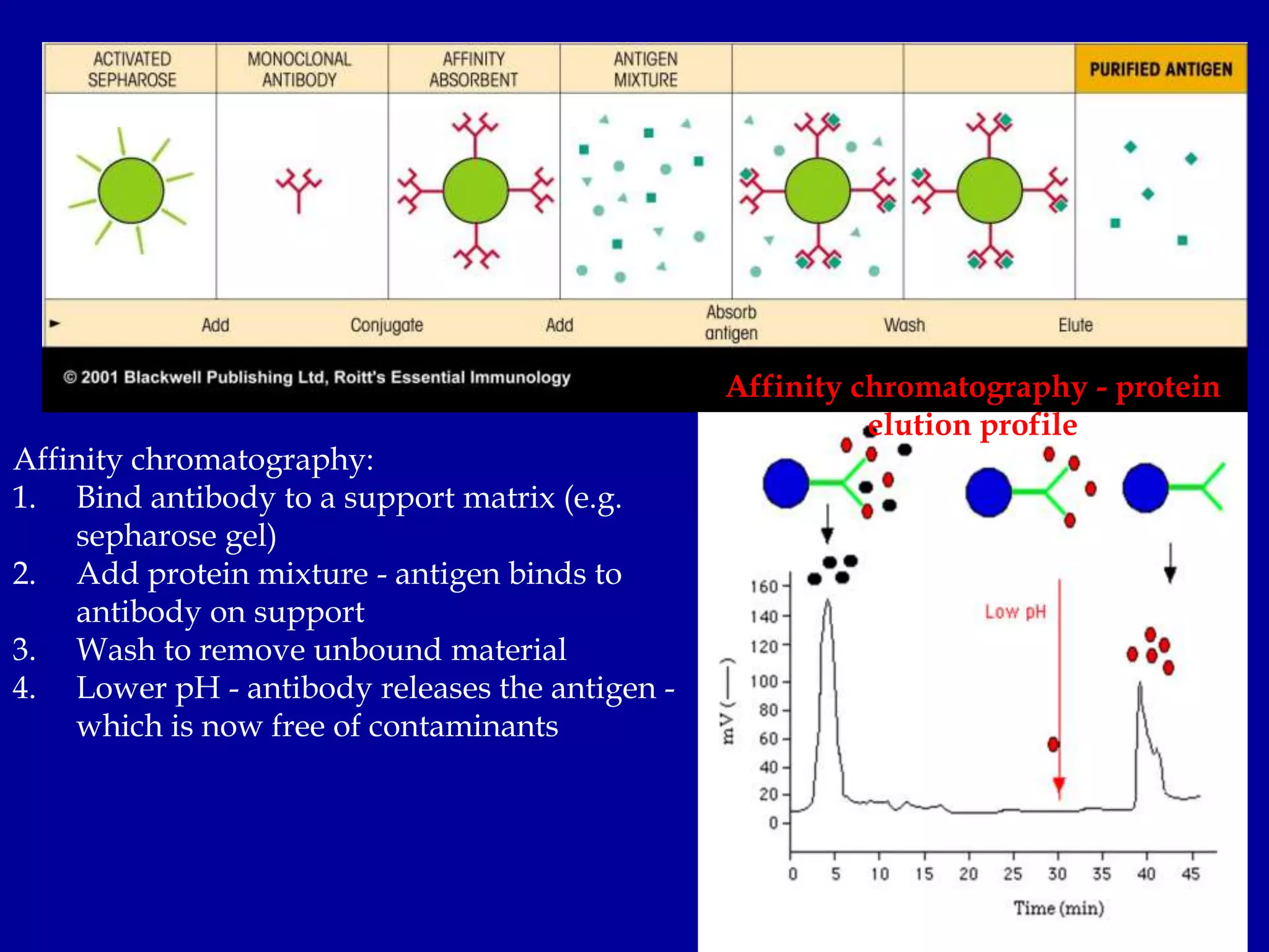 Affinity chromatography:
1. Bind antibody to a support matrix (e.g.
sepharose gel)
2. Add protein mixture - antigen binds to
antibody on support
3. Wash to remove unbound material
4. Lower pH - antibody releases the antigen -
which is now free of contaminants
Affinity chromatography - protein
elution profile
 