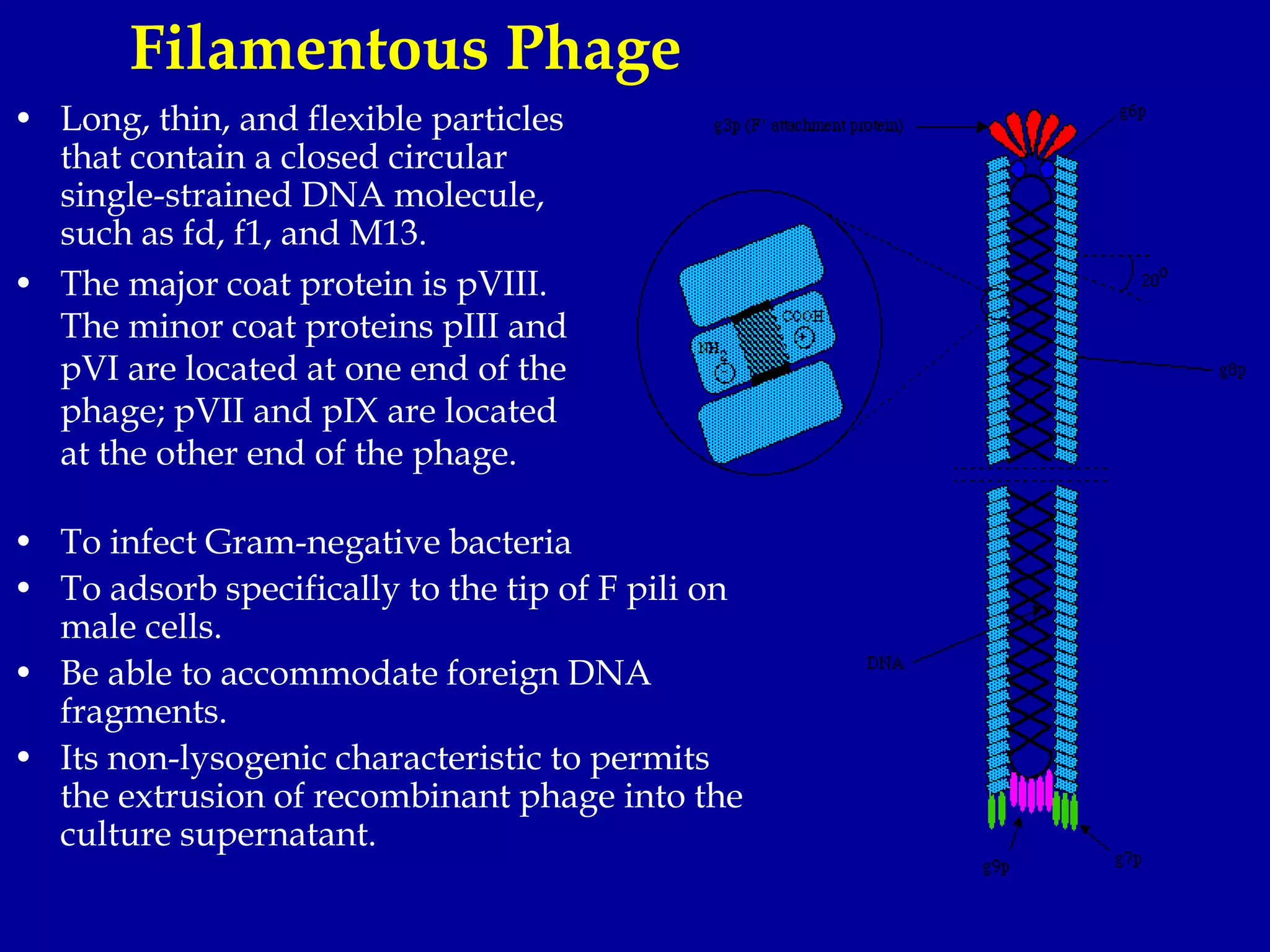 Filamentous Phage
• To infect Gram-negative bacteria
• To adsorb specifically to the tip of F pili on
male cells.
• Be able to accommodate foreign DNA
fragments.
• Its non-lysogenic characteristic to permits
the extrusion of recombinant phage into the
culture supernatant.
• Long, thin, and flexible particles
that contain a closed circular
single-strained DNA molecule,
such as fd, f1, and M13.
• The major coat protein is pVIII.
The minor coat proteins pIII and
pVI are located at one end of the
phage; pVII and pIX are located
at the other end of the phage.
 