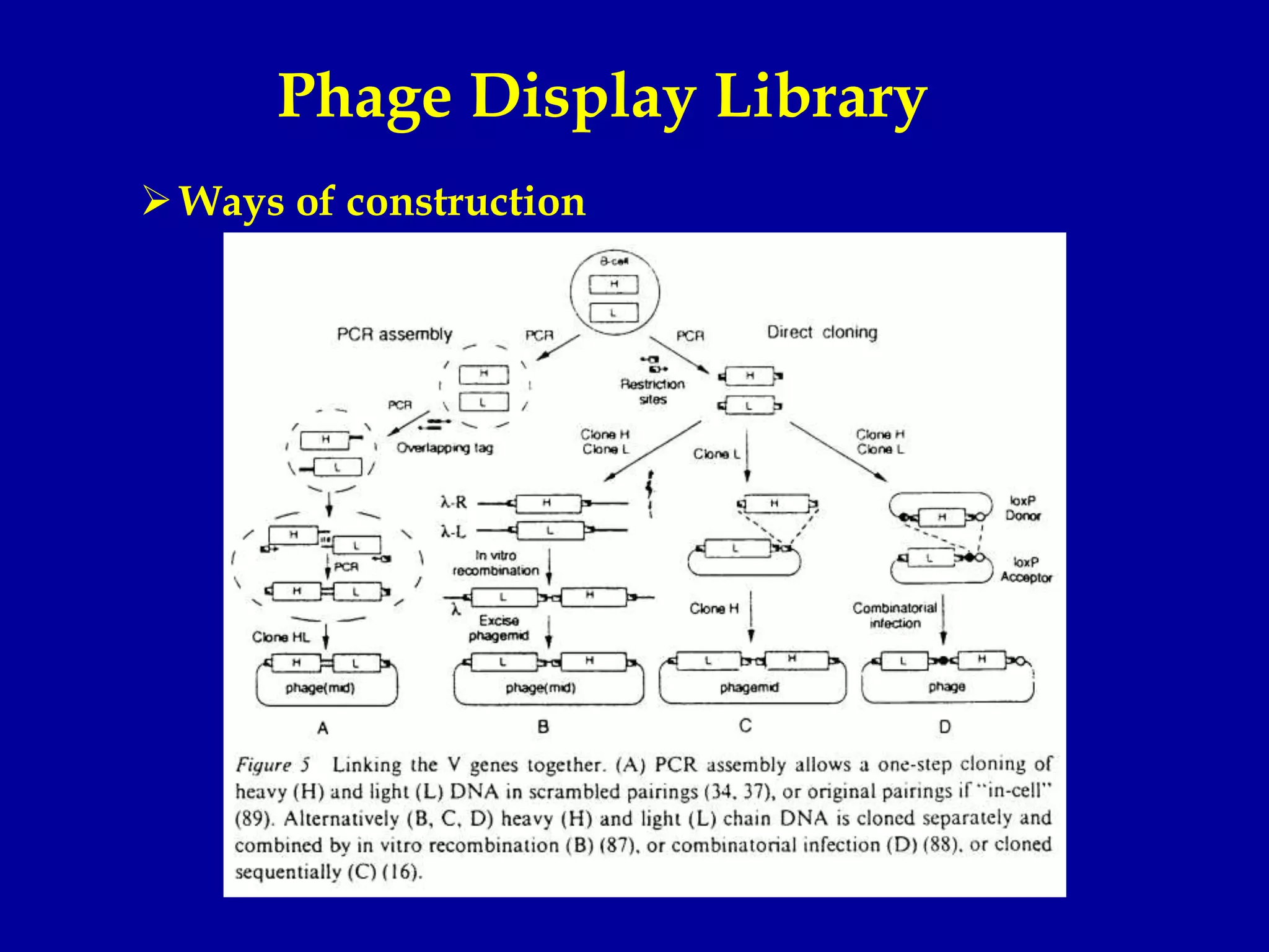 Phage Display Library
Ways of construction
 