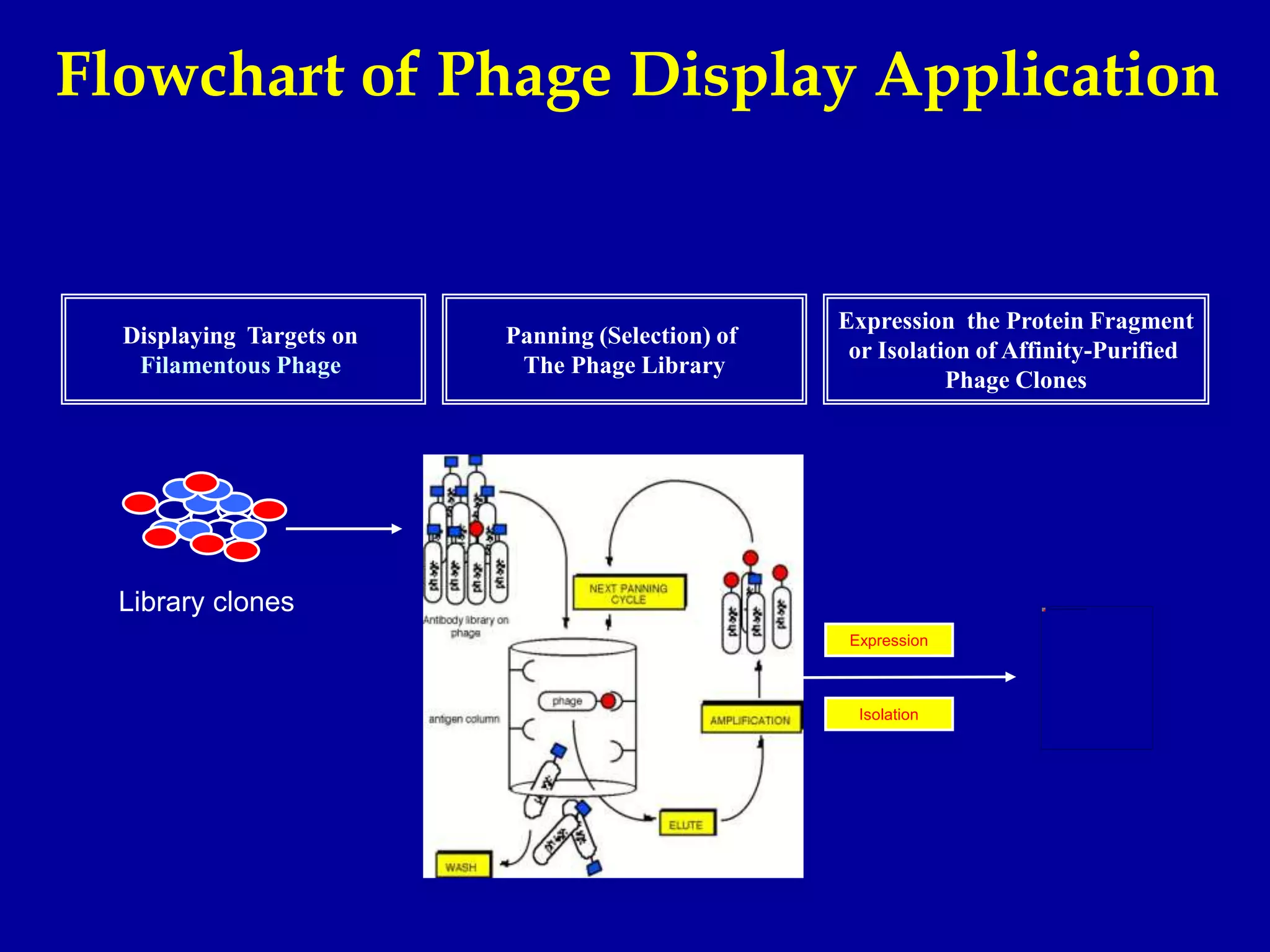 Flowchart of Phage Display Application
Displaying Targets on
Filamentous Phage
Panning (Selection) of
The Phage Library
Expression the Protein Fragment
or Isolation of Affinity-Purified
Phage Clones
Library clones
Expression
Isolation
 