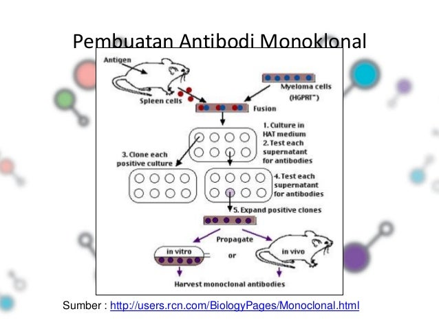 ANTIBODY MONOKLONAL ADALAH EBOOK ANTIBODY MONOKLONAL ADALAH EBOOK