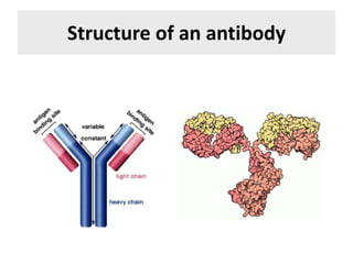 Structure of an antibody
 