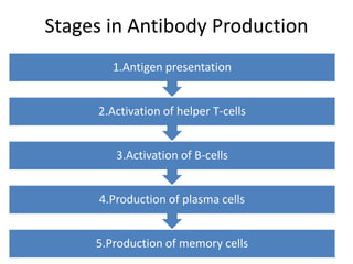Stages in Antibody Production
5.Production of memory cells
4.Production of plasma cells
3.Activation of B-cells
2.Activation of helper T-cells
1.Antigen presentation
 