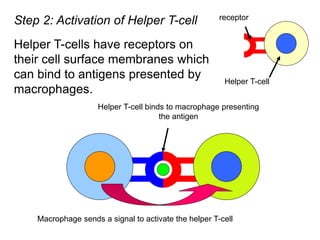 Helper T-cell binds to macrophage presenting
the antigen
Step 2: Activation of Helper T-cell
Helper T-cells have receptors on
their cell surface membranes which
can bind to antigens presented by
macrophages.
receptor
Helper T-cell
Macrophage sends a signal to activate the helper T-cell
 