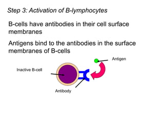 Step 3: Activation of B-lymphocytes
B-cells have antibodies in their cell surface
membranes
Inactive B-cell
Antibody
Antigens bind to the antibodies in the surface
membranes of B-cells
Antigen
 