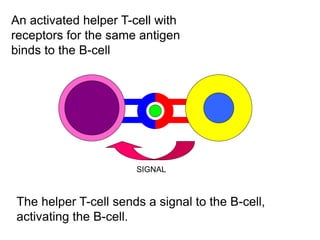 An activated helper T-cell with
receptors for the same antigen
binds to the B-cell
SIGNAL
The helper T-cell sends a signal to the B-cell,
activating the B-cell.
 