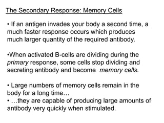The Secondary Response: Memory Cells
• If an antigen invades your body a second time, a
much faster response occurs which produces
much larger quantity of the required antibody.
•When activated B-cells are dividing during the
primary response, some cells stop dividing and
secreting antibody and become memory cells.
• Large numbers of memory cells remain in the
body for a long time…
• …they are capable of producing large amounts of
antibody very quickly when stimulated.
 