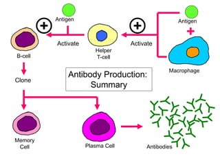 B-cell
Macrophage
Antigen
Activate
Antigen
Helper
T-cell
Activate
Clone
Memory
Cell Plasma Cell Antibodies
Antibody Production:
Summary
 