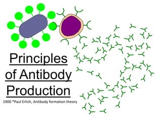 Principles
of Antibody
Production
1900 *Paul Erlich, Antibody formation theory
 