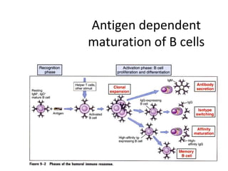 Antigen dependent
maturation of B cells
 