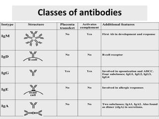 Classes of antibodies
Isotype Structure Placenta
transfert
Activates
complement
Additional features
IgM
No Yes First Ab in development and response
IgD
No No B-cell receptor
IgG
Yes Yes Involved in opsonization and ADCC.
Four subclasses; IgG1, IgG2, IgG3,
IgG4
IgE
No No Involved in allergic responses
IgA
No No Two subclasses; IgA1, IgA2. Also found
as dimer (sIgA) in secretions.
 