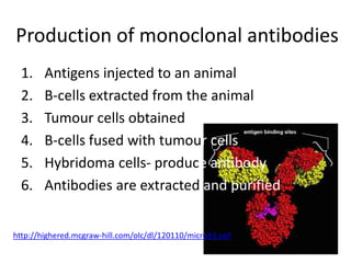 Production of monoclonal antibodies
1. Antigens injected to an animal
2. B-cells extracted from the animal
3. Tumour cells obtained
4. B-cells fused with tumour cells
5. Hybridoma cells- produce antibody
6. Antibodies are extracted and purified
http://highered.mcgraw-hill.com/olc/dl/120110/micro43.swf
 