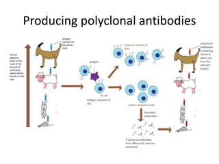 Producing polyclonal antibodies
 