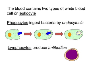 The blood contains two types of white blood
cell or leukocyte
Phagocytes ingest bacteria by endocytosis
Lymphocytes produce antibodies
 