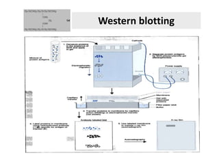 Western blotting
 