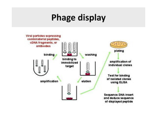 Phage display
 