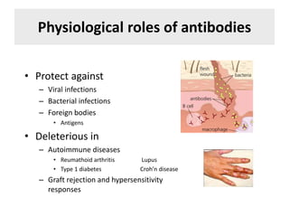 Physiological roles of antibodies
• Protect against
– Viral infections
– Bacterial infections
– Foreign bodies
• Antigens
• Deleterious in
– Autoimmune diseases
• Reumathoid arthritis Lupus
• Type 1 diabetes Croh’n disease
– Graft rejection and hypersensitivity
responses
 