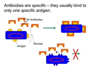 Antibodies are specific – they usually bind to
only one specific antigen.
Antigen
Antibodies
Microbe
 