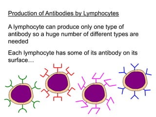 Production of Antibodies by Lymphocytes
A lymphocyte can produce only one type of
antibody so a huge number of different types are
needed
Each lymphocyte has some of its antibody on its
surface…
 