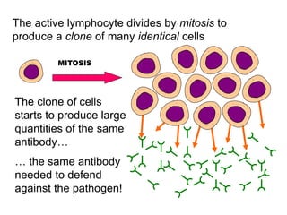 The active lymphocyte divides by mitosis to
produce a clone of many identical cells
MITOSIS
The clone of cells
starts to produce large
quantities of the same
antibody…
… the same antibody
needed to defend
against the pathogen!
 