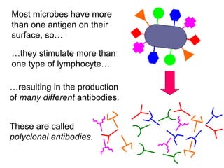 Most microbes have more
than one antigen on their
surface, so…
…they stimulate more than
one type of lymphocyte…
…resulting in the production
of many different antibodies.
These are called
polyclonal antibodies.
 