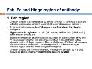 Fab, Fc and Hinge region of antibody:
11
1. Fab region
• Antigen binding is accomplished by amino-terminal (N-terminal) region and
effector functions by carboxyl terminal (C-terminal) region of antibody.
• In an antibody molecule two Fab regions are found and they binds
antigens.
• Hyper variable region on L-chain (VL domain) and H-chain (VH domain)
form antigen binding site.
• Detailed comparison of amino acids sequences of large number of VL and
VH domain reveals that the sequence variation is concentrated in few
discrete region of these domains. The variability plot of VH and VL domains
shows maximum variation in certain region which is known as hyper
variable region and this forms antigen binding site.
• Antigen binding site is complementary to epitope of antigen, so it is also
known as complementary determining regions (CDRs).
 