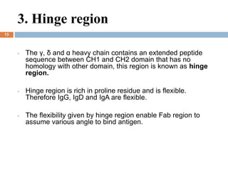 3. Hinge region
13
• The γ, δ and α heavy chain contains an extended peptide
sequence between CH1 and CH2 domain that has no
homology with other domain, this region is known as hinge
region.
• Hinge region is rich in proline residue and is flexible.
Therefore IgG, IgD and IgA are flexible.
• The flexibility given by hinge region enable Fab region to
assume various angle to bind antigen.
 
