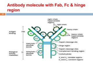 Antibody molecule with Fab, Fc & hinge
region
14
 