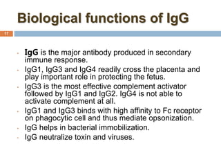 Biological functions of IgG
17
• IgG is the major antibody produced in secondary
immune response.
• IgG1, IgG3 and IgG4 readily cross the placenta and
play important role in protecting the fetus.
• IgG3 is the most effective complement activator
followed by IgG1 and IgG2. IgG4 is not able to
activate complement at all.
• IgG1 and IgG3 binds with high affinity to Fc receptor
on phagocytic cell and thus mediate opsonization.
• IgG helps in bacterial immobilization.
• IgG neutralize toxin and viruses.
 