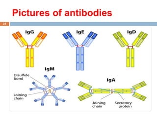 Pictures of antibodies
24
 