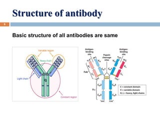 Structure of antibody
6
Basic structure of all antibodies are same
 