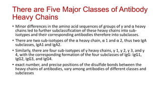 There are Five Major Classes of Antibody
Heavy Chains
• Minor differences in the amino acid sequences of groups of γ and α heavy
chains led to further subclassification of these heavy chains into sub-
isotypes and their corresponding antibodies therefore into subclasses.
• There are two sub-isotypes of the α heavy chain, α 1 and α 2, thus two IgA
subclasses, IgA1 and IgA2.
• Similarly, there are four sub-isotypes of γ heavy chains, γ 1, γ 2, γ 3, and γ
4, with the corresponding formation of the four subclasses of IgG: IgG1,
IgG2, IgG3, and IgG4.
• exact number, and precise positions of the disulfide bonds between the
heavy chains of antibodies, vary among antibodies of different classes and
subclasses
 