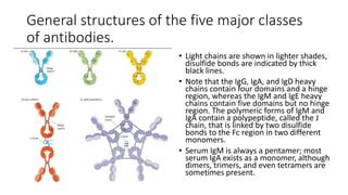 General structures of the five major classes
of antibodies.
• Light chains are shown in lighter shades,
disulfide bonds are indicated by thick
black lines.
• Note that the IgG, IgA, and IgD heavy
chains contain four domains and a hinge
region, whereas the IgM and IgE heavy
chains contain five domains but no hinge
region. The polymeric forms of IgM and
IgA contain a polypeptide, called the J
chain, that is linked by two disulfide
bonds to the Fc region in two different
monomers.
• Serum IgM is always a pentamer; most
serum IgA exists as a monomer, although
dimers, trimers, and even tetramers are
sometimes present.
 