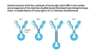 General structure of the four subclasses of human IgG, which differ in the number
and arrangement of the interchain disulfide bonds (thick black lines) linking the heavy
chains. A notable feature of human IgG3 is its 11 interchain disulfide bonds
 
