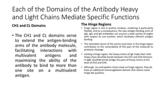 Each of the Domains of the Antibody Heavy
and Light Chains Mediate Specific Functions
CH1 and CL Domains
• The CH1 and CL domains serve
to extend the antigen-binding
arms of the antibody molecule,
facilitating interactions with
multivalent antigens and
maximizing the ability of the
antibody to bind to more than
one site on a multivalent
antigen.
The Hinge Regions
• hinge region is rich in proline residues, rendering it particularly
flexible, and as a consequence, the two antigen-binding arms of
IgG, IgD, and IgA antibodies can assume a wide variety of angles
with respect to one another, which facilitates efficient antigen
binding.
• The extended nature of the amino acid chain in the hinge region
contributes to the vulnerability of this part of the molecule to
protease cleavage
• Lacking a hinge region, the heavy chains of IgE make their inter-
heavy chain disulfide bonds between the CH1 and CH3 domains.
In IgM, disulfide bonds bridge the pairs of heavy chains at the
level of CH3 and CH4.
• Although mu and epsilon chains have no hinge regions, they do
have an additional immunoglobulin domain that retains some
hinge like qualities.
 