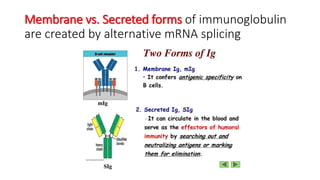 Membrane vs. Secreted forms of immunoglobulin
are created by alternative mRNA splicing
 