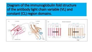 Diagram of the immunoglobulin fold structure
of the antibody light chain variable (VL) and
constant (CL) region domains.
 