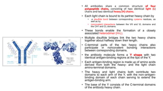 • All antibodies share a common structure of four
polypeptide chains, consisting of two identical light (L)
chains and two identical heavy (H) chains.
• Each light chain is bound to its partner heavy chain by
• a disulfide bond between corresponding cysteine residues, as
well as by
• noncovalent interactions between the VH and VL domains and
the CH1 and CL domains.
• These bonds enable the formation of a closely
associated heterodimer (H-L).
• Multiple disulfide bridges link the two heavy chains
together about halfway down their length.
• C-terminal parts of the two heavy chains also
participate in noncovalent bonding interactions
between corresponding domains.
• the antibody molecule forms a Y shape with two
identical antigen-binding regions at the tips of the Y.
• Each antigen-binding region is made up of amino acids
derived from both the heavy- and the light chain
amino-terminal domains.
• The heavy and light chains both contribute two
domains to each arm of the Y, with the non–antigen-
binding domain of each chain serving to extend the
antigen-binding arm.
• The base of the Y consists of the C-terminal domains
of the antibody heavy chain.
 