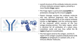 • overall structure of the antibody molecule consists
of three relatively compact regions, joined by a
more flexible hinge region.
• The hinge region is particularly susceptible to
proteolytic cleavage by the enzyme papain.
• Papain cleavage resolves the antibody molecule
into two identical fragments that retain the
antigen-binding specificity of the original antibody
(shown as Fab regions), and the remaining region
of the molecule, which consists of the non
antigen-binding portion. This latter region, which
is identical for all antibodies of a given class,
crystallizes easily and was thus called the Fc
region (fragment crystallizable).
• The Fab regions bind to the antigen, and the Fc
region of the antigen-coupled antibody binds to Fc
receptors on phagocytic or cytolytic cells, or to
immune effector molecules.
 
