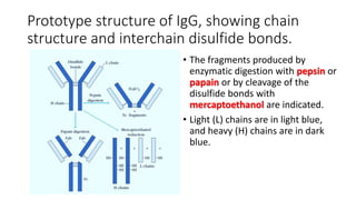 Prototype structure of IgG, showing chain
structure and interchain disulfide bonds.
• The fragments produced by
enzymatic digestion with pepsin or
papain or by cleavage of the
disulfide bonds with
mercaptoethanol are indicated.
• Light (L) chains are in light blue,
and heavy (H) chains are in dark
blue.
 